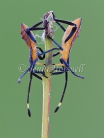 Clown Bug Nymphs  - Amorbus robustus 2504