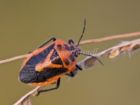 Horehound Bug - Agonoscelis rutila 5579