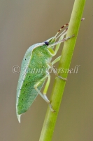 Green Vegetable Bug - Nezara viridula  4228