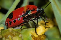 Red Jewel Bug - Choerocoris paganus