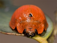 Leaf Beetle 3954