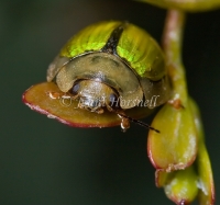 Leaf Beetle 4014
