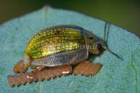 Leaf Beetle Laying Eggs 4407