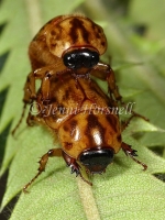 Mating Beetles 2146