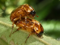 Mating Beetles 2169