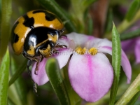 Traverse Ladybird Beetle - Coccinella transversalis  0059