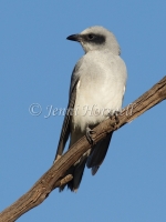 Black-faced Cuckoo-shrike - Coracina novaehollandiae 1779