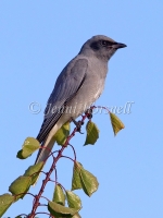 Black-faced Cuckoo-shrike - Coracina novaehollandiae 2047