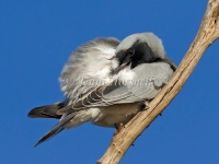 Black-faced Cuckoo-shrike - Coracina novaehollandiae 6039