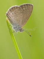 Common Grass Blue 4048