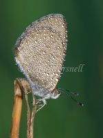 Common Grass Blue 53