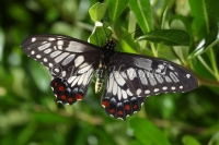 Dingy Swallowtail - Papilio anactus