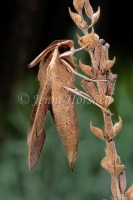 Coprosma Hawk Moths - Hippotion scrofa