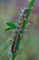 Caterpillar 4333