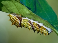 Citrus Swallowtail Larvae