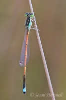 Aurora Bluetail Damselfly - Ischnura aurora - male 3