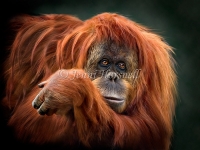 Orangutang-5