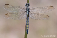 Blue Skimmer -  Orthetrum caledonicum - female 5517