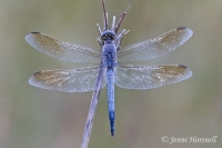 Blue Skimmer -  Orthetrum caledonicum - male 4733