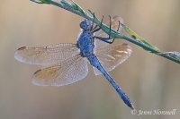 Blue Skimmer -  Orthetrum caledonicum - male 5455