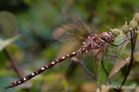 Unicorn Darner Dragonfly - Austroaeschna unicornis - male
