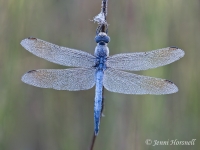 Blue Skimmer -  Orthetrum caledonicum - male 5746