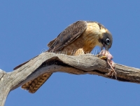Australian Hobby - Falco longipennis 8042