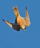 Australian Hobby - Falco longipennis 4507