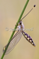 Yellow Owlfly - Suhpalacsa flavipes  2284
