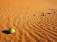 Melons on sand dunes