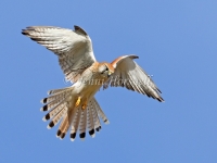 Nankeen Kestrel - Falco cenchroides 8576