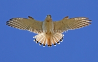 Nankeen Kestrel - Falco cenchroides 9112