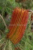 Banksia ericifola