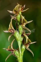 Alpine Leek Orchid