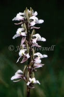 Alpine Leek Orchid_2