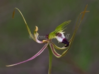 King Spider Orchid