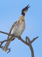 Noisy Friarbird - Philemon corniculatus 1705