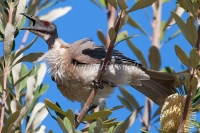Noisy Friarbird - Philemon corniculatus 3081