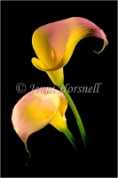 Arum lilies