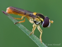 Hoverfly_0623