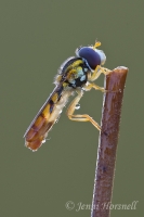 Hoverfly_6035