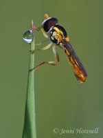 Hoverfly__Dewdrop__9902