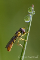 Hoverfly__Dewdrops_9566