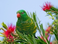 Scaly-breasted Lorikeet - Trichoglossus chlorolepidotus  0398