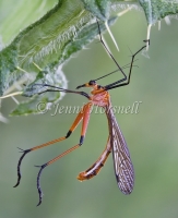 Scorpionfly - Harpobittacus tillyardi 0305