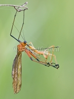 Scorpionfly - Harpobittacus tillyardi 2364