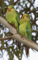 Superb Parrot - Polytelis swainsonii 2970