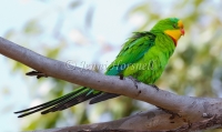 Superb Parrot - Polytelis swainsonii 2987