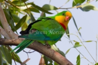 Superb Parrot - Polytelis swainsonii 3001