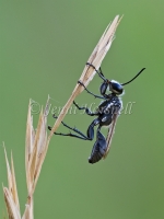 Black Digger Wasp - Sphex cognatus 4951
